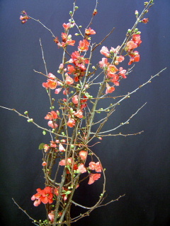 Chaenomeles Maikoboke(bunch).JPG